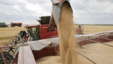 Photo de Blé tendre : les importations revues à la hausse