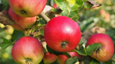 Photo de Agriculture : les importations de pommes explosent